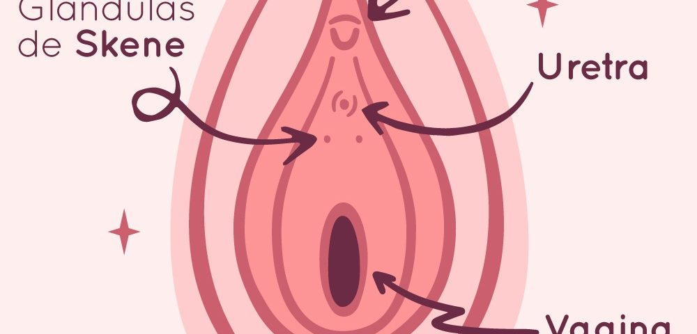 ubicacion de la prostata femenina psa cancer probability