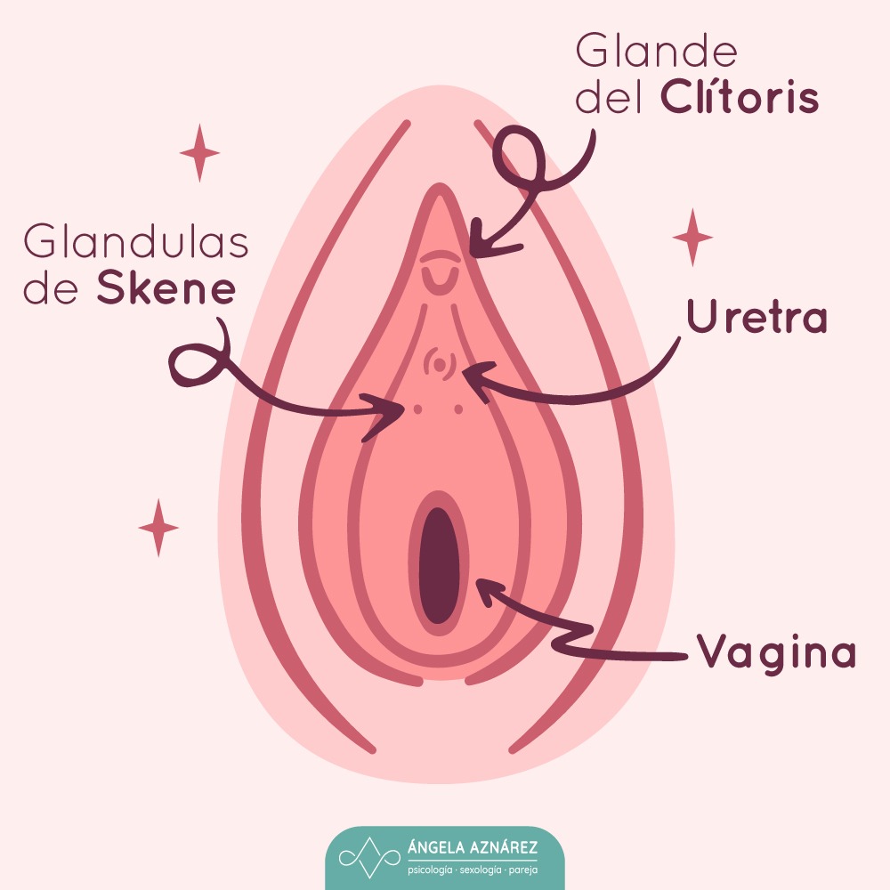 ubicacion de la próstata femenina